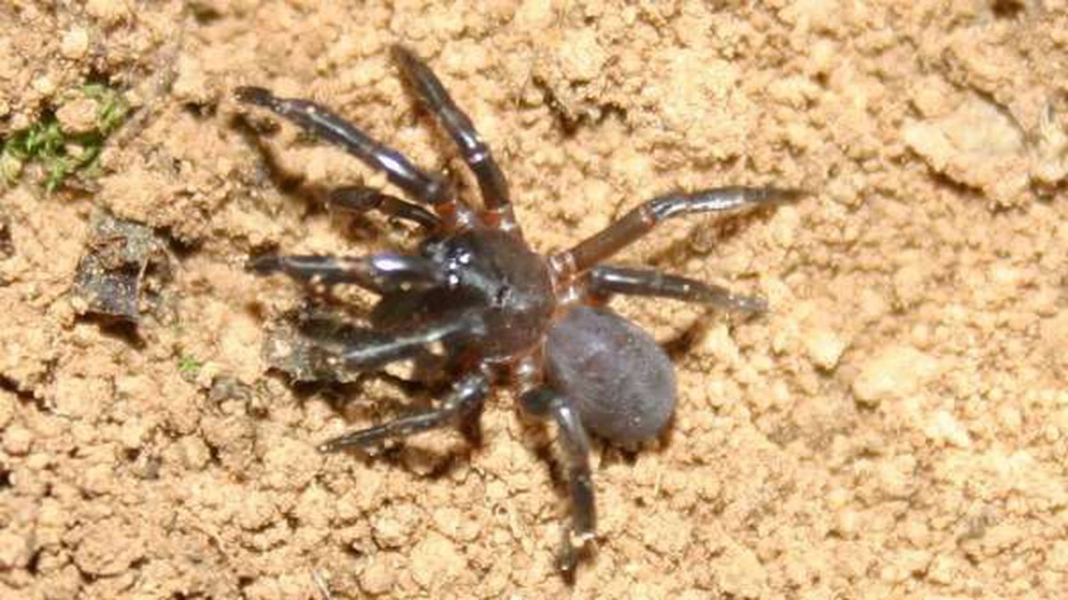 spider.jpg