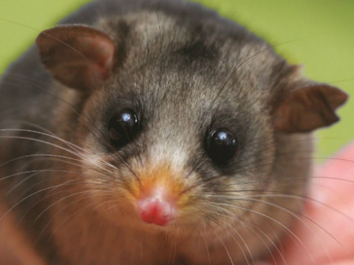 possum.jpg