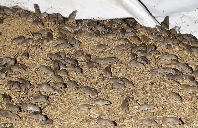 Last year's mouse plague (pictured) is estimated to have cost the NSW farming sector close to millions last year with concerns a second plague could happen in 2022