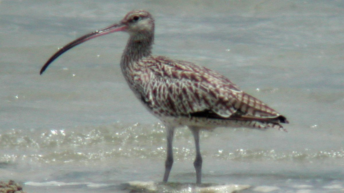 curlew.jpg