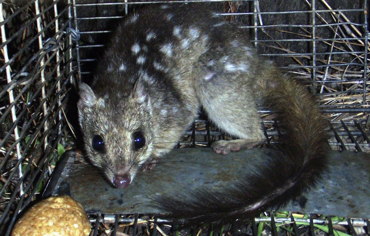 Quoll.png