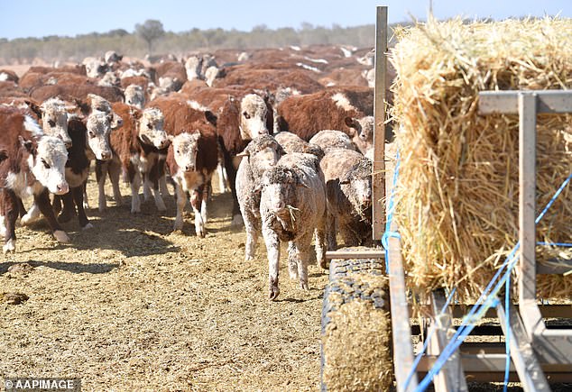 Dry conditions can drive up feed and water prices for dairy farmers, as well as deplete water stores for animals (pictured is stock gathering for a feed in far-western NSW)