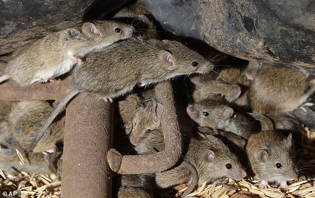 Mice reached plague proportions in 2020 and 2021 courtesy of an abundance of food from a bumper growing season  (pictured: mice on a NSW farm in 2021)