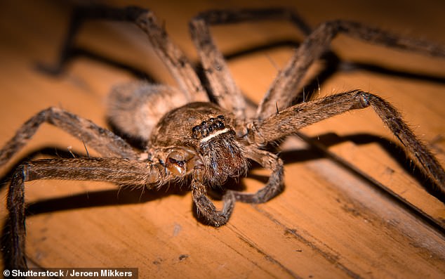 An Australian woman has made an odd request on social media, offering to pay someone to catch huntsman spiders in her home and release them outside. (Pictured: A close up image of a huntsman spider)